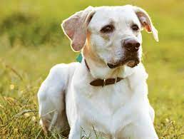 Gela, microchip per cani: tempo fino al 31 ottobre per regolarizzarsi