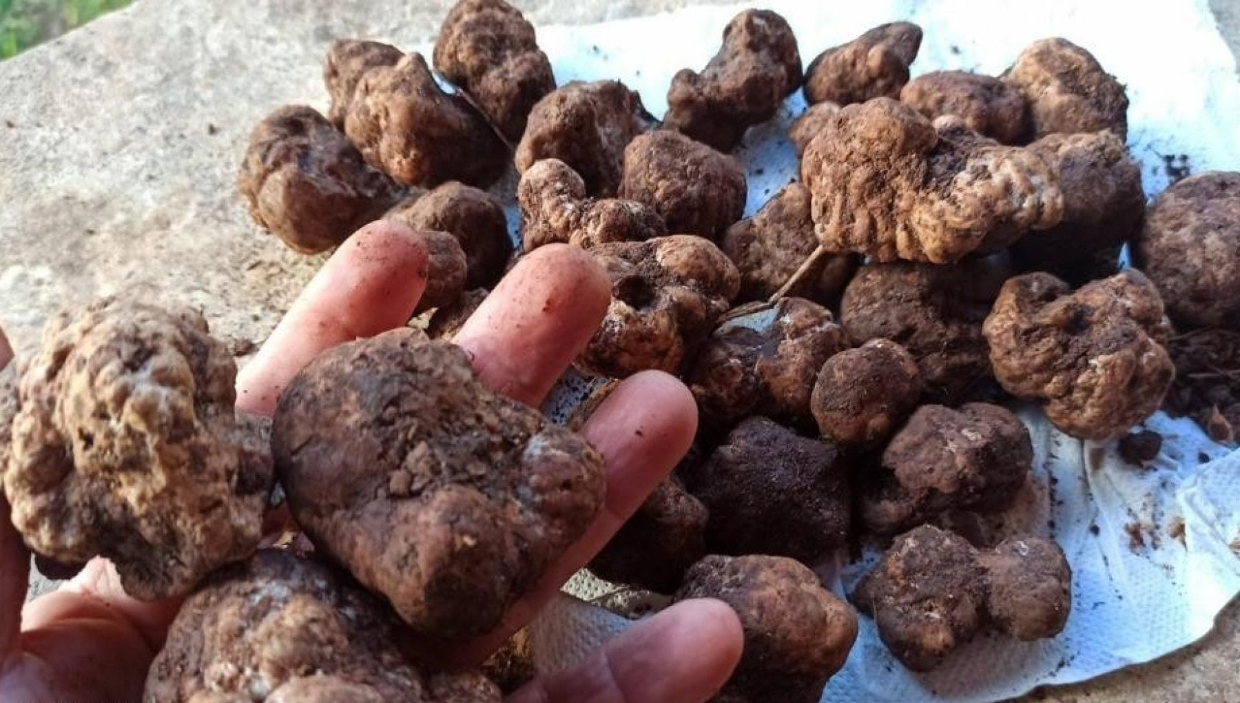 Tartufo, allo studio un regolamento su produzione e raccolta. Sammartino: «Sfida per lanciare nuova filiera in Sicilia»