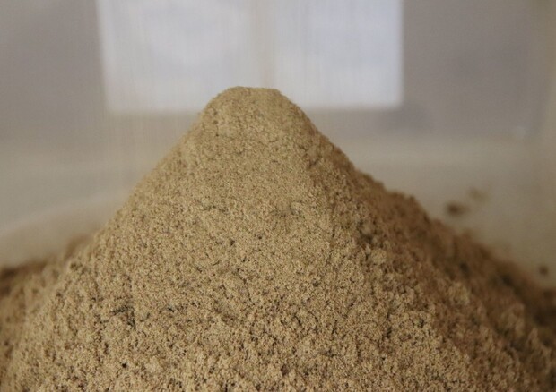 Farine da insetti, Sammartino su etichette visibili: «Battaglia a tutela dei consumatori, decreti nazionali in questa direzione»