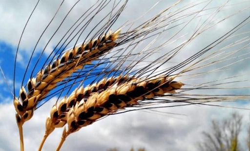 Siccità, Coldiretti Sicilia: “Bene risorse ma agire in fretta”