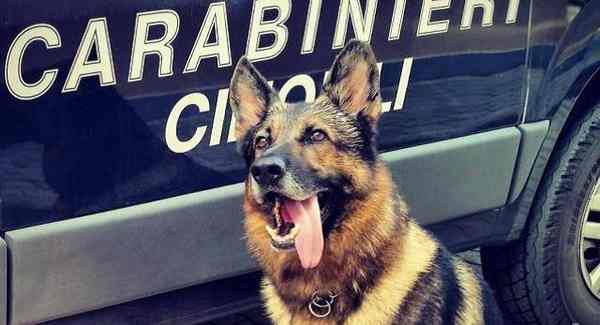 Stupefacenti nel forno dei cornetti, arrestato 42enne: non si è fatto ingannare Ron il cane antidroga