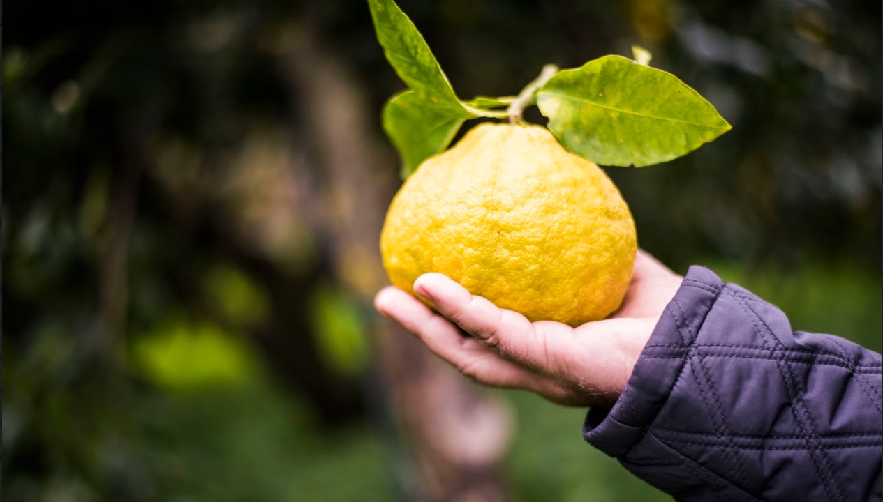 Bergamotto che passione! Boom di consumo: dalla cucina alla cosmesi estetica