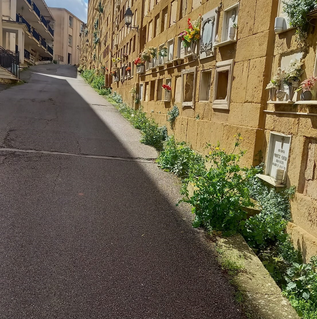 Caltanissetta, degrado al Cimitero con “erbaccia” che sbuca dai canali di scolo e dalle scalinate