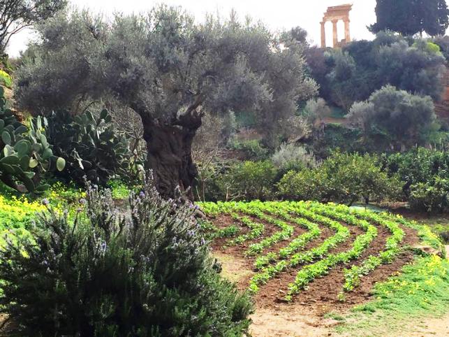 Coldiretti Sicilia: Agrigento è anche la Capitale della Cultura agricola dell’isola