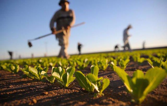 Sicilia. Indennità compensativa e saldo agricoltura biologica, sbloccati i pagamenti Agea