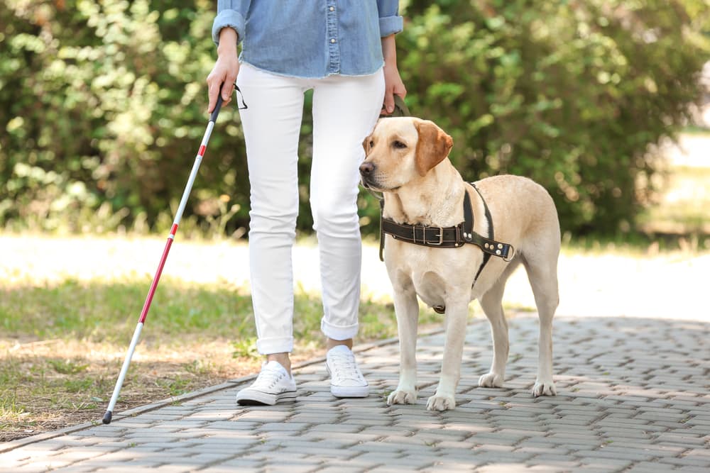 Ragazza non vedente sfrattata, proprietaria di casa non “vuole” il cane guida