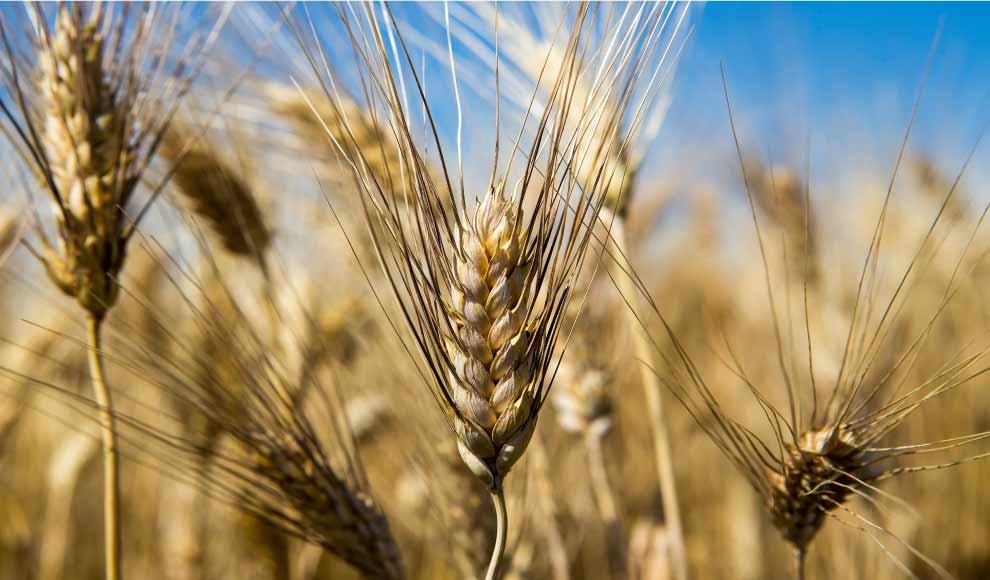 Caltanissetta. Presentata la pasta prodotta con grano duro antico siciliano “Perciasacchi” con aggiunta di licopene