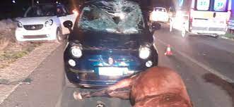Auto travolge un cavallo: conducente ferito, l’animale è morto