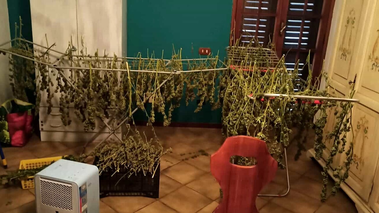Marijuana coltivata in casa, appesa ad asciugare su stendino: per la serra usata elettrica energia rubata