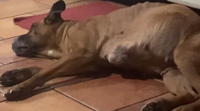 Palermo, non ha i soldi e veterinari rifiutano l’intervento: il cane muore