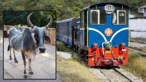 India, 82enne fa pipì vicino ai binari: ucciso da mucca “volante” investita dal treno