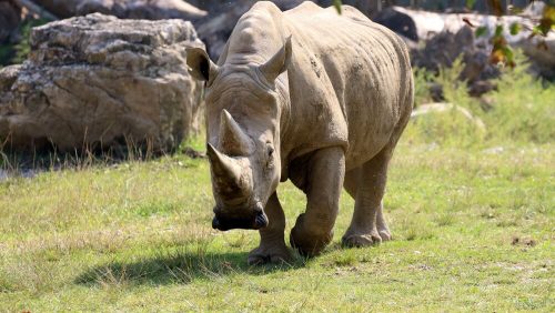 Nuova Zelanda, si fa lo shampoo nel fossato dei rinoceronti dello zoo: arrestato