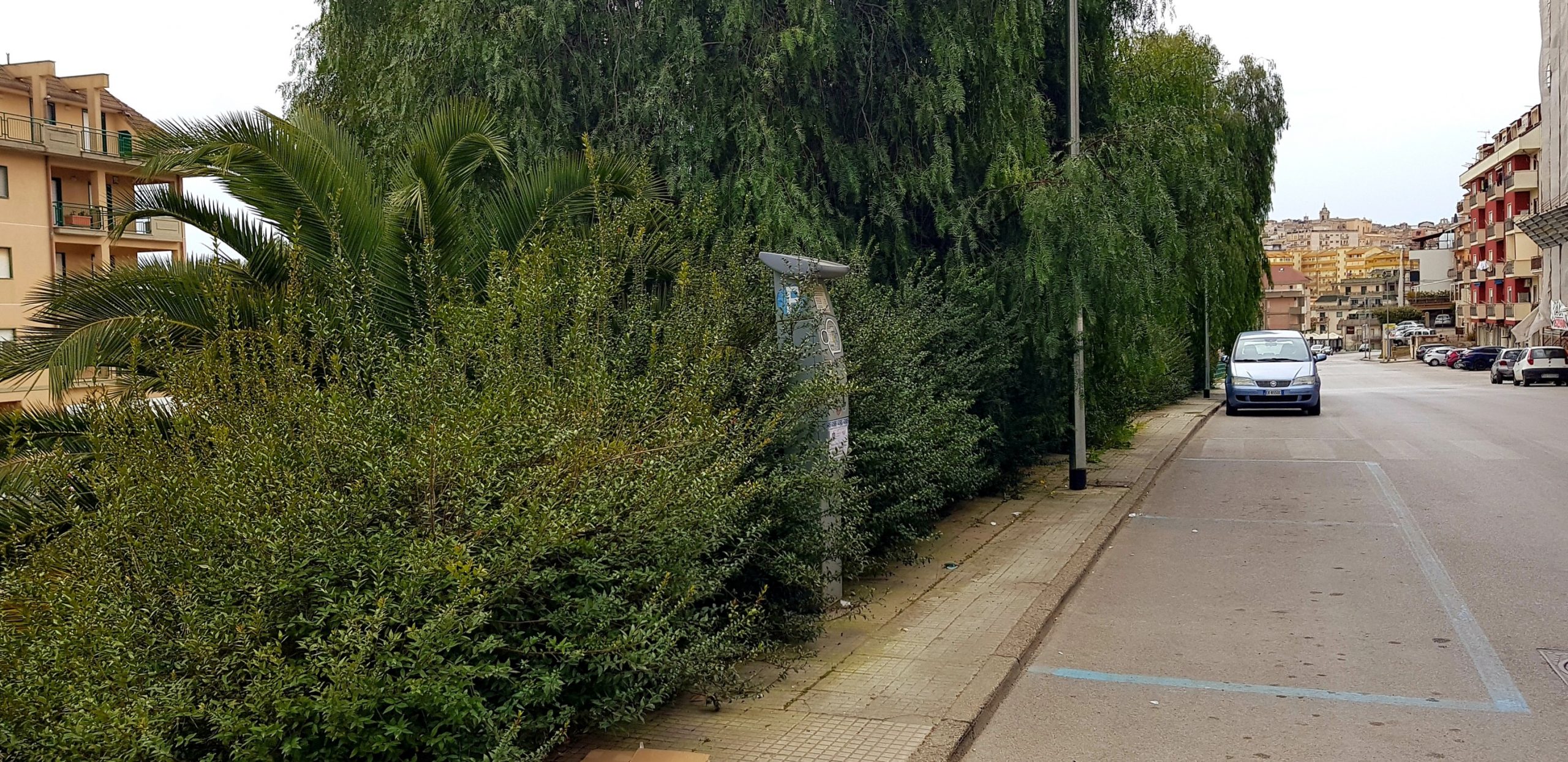 San Cataldo. Leandro Janni (Italia Nostra Sicilia): <Le aiuole di via Babbaurra un brutto biglietto da visita