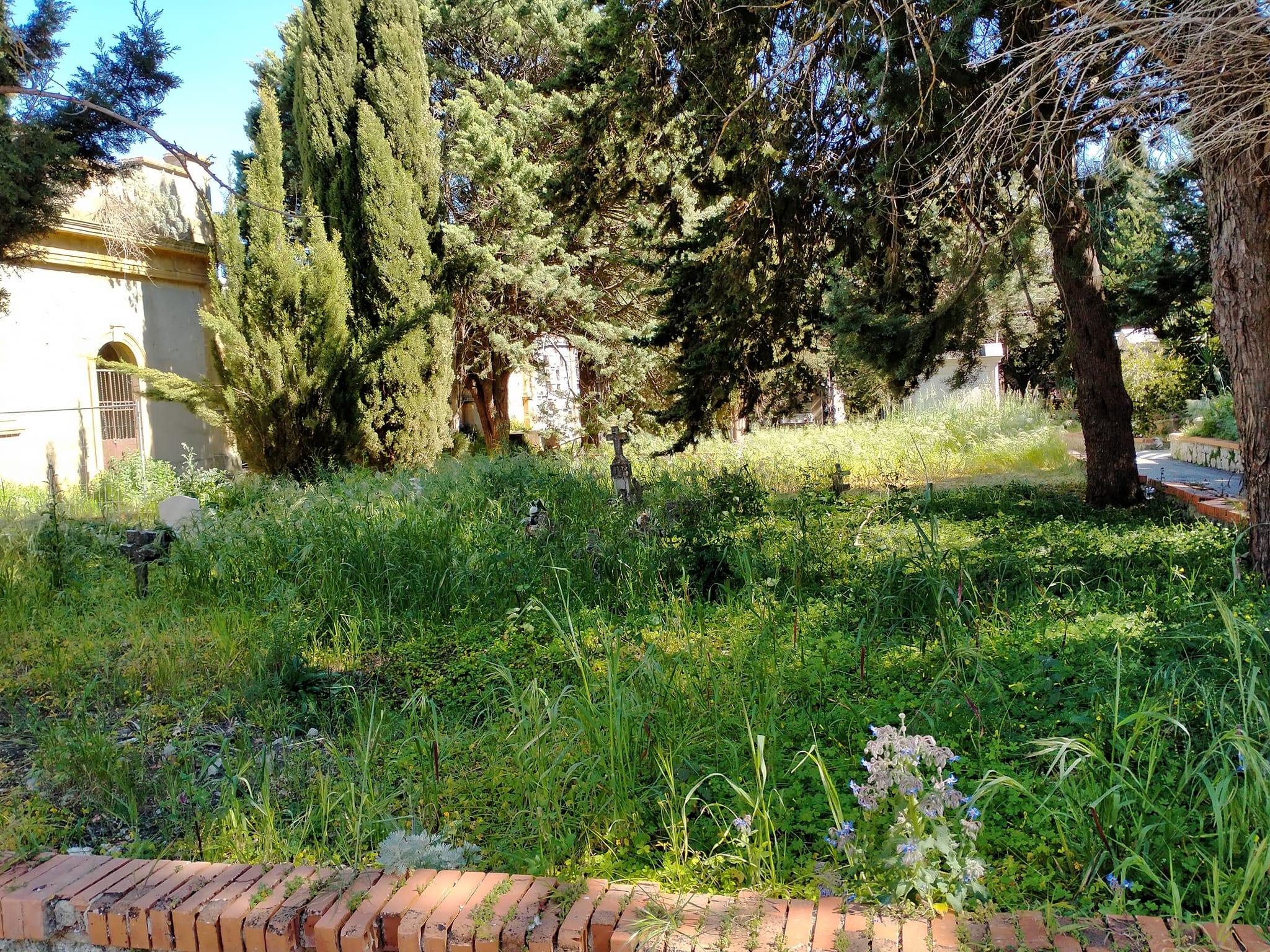 San Cataldo. Cittadini segnalano cerbacce al cimitero comunale. Il sindaco: “Il 26 aprile inizieremo a scerbare anche il cimitero”