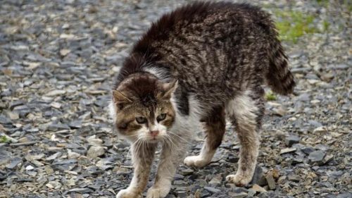 Gatto bastonato nel Palermitano, anche tracce di proiettili