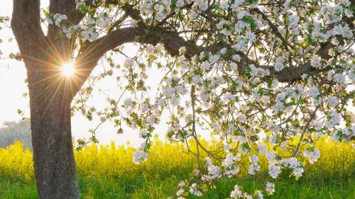 Clima, Coldiretti: Con primavera anticipata agricoltura in tilt