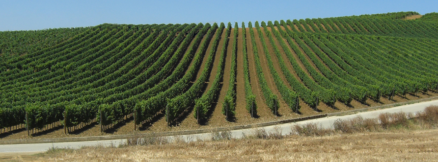 Sicilia Agricoltura, nasce il registro della biodiversità dei vigneti. Sammartino: «Valorizzare identità autoctone»