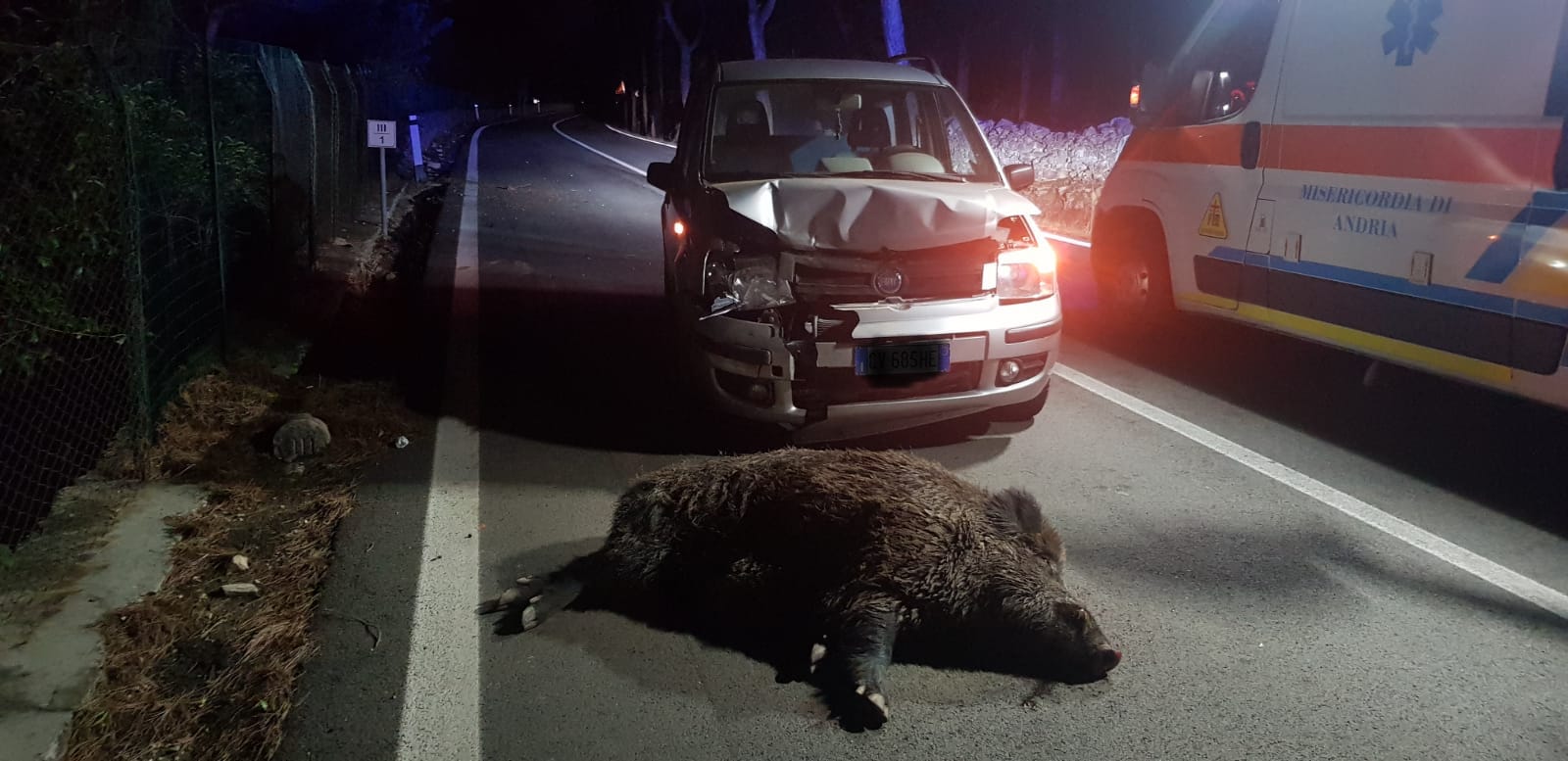 Auto contro cinghiali sulle strade nelle Madonie, è emergenza. Diversi incidenti si sono verificati negli ultimi giorni