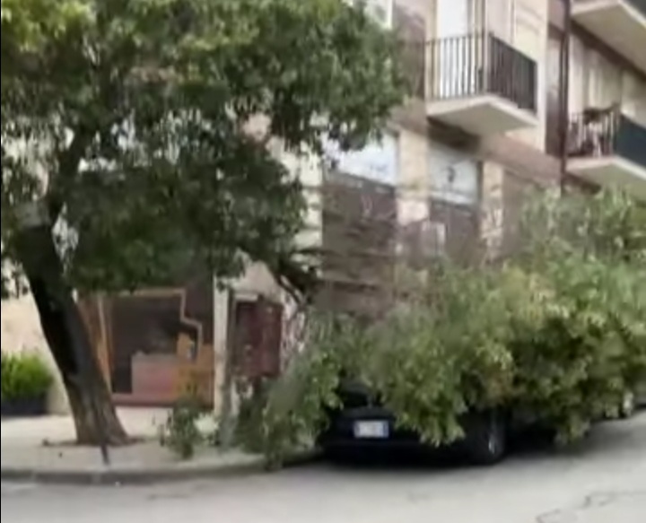 Caltanissetta: il vento forte abbatte gli alberi. Vigili del fuoco in azione su diverse zone della città