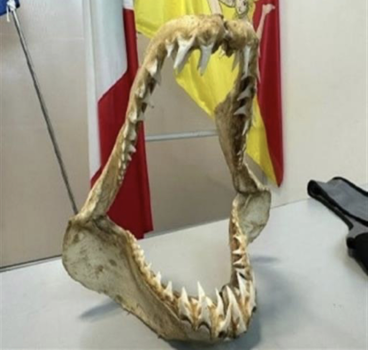 Sequestrata bocca di squalo Mako all’aeroporto di Palermo