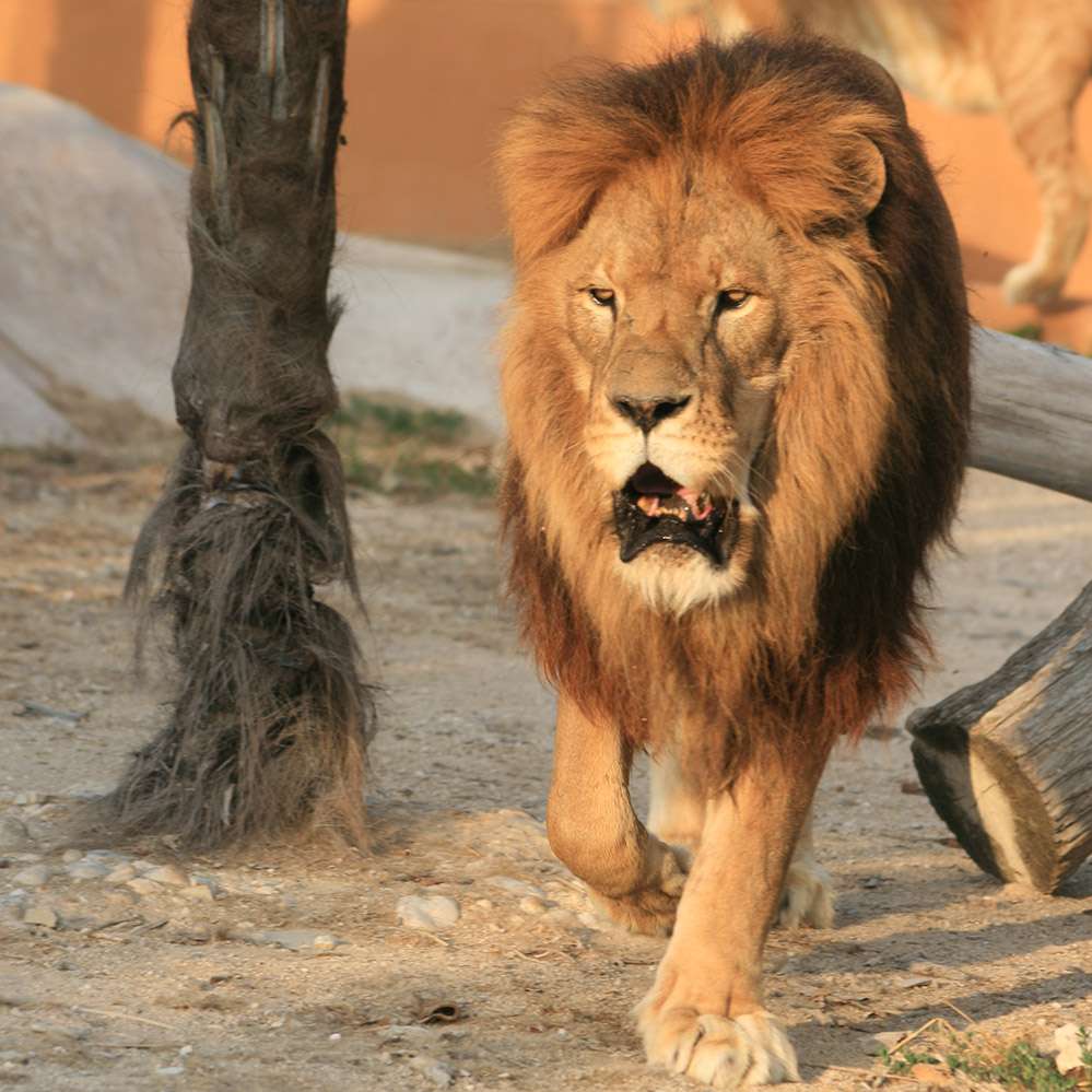 Gaza, bimbo palestinese di 6 anni sbranato da un leone allo zoo