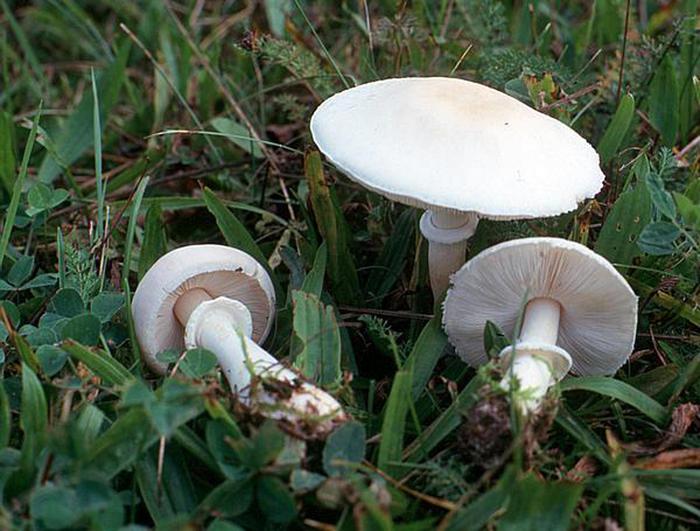 Nucleo familiare di cinque persone mangia funghi, ma si sente male: un morto e quattro ricoverati, di cui due in terapia intensiva