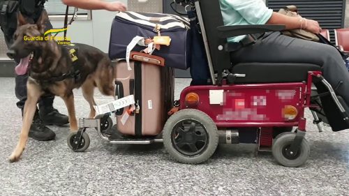 Otto chili di cocaina nella sedia a rotelle, arrestato grazie al fiuto di Cosmo