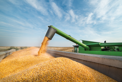 Crollo del prezzo del grano e crisi  del settore:  Fedagricoltura chiede un incontro urgente con la Regione Sicilia e con il Ministero dell’Agricoltura
