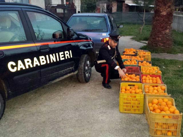 Sfondano con l’auto la recinzione e tentano di rubare 300 chili di arance: sorpresi dai carabinieri