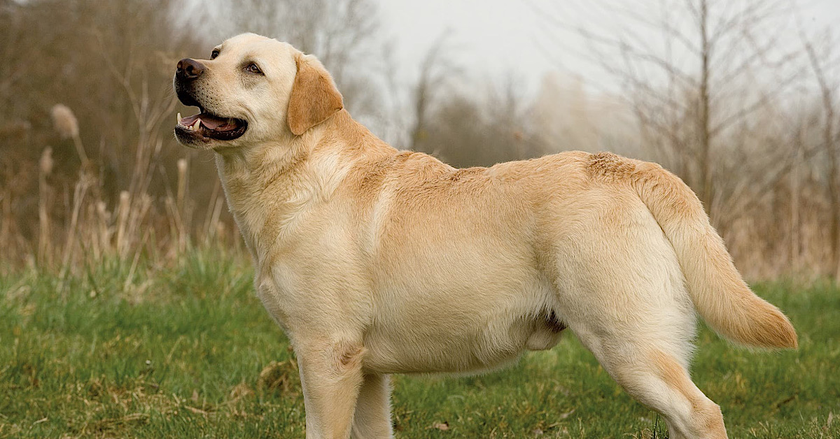 Dagli asini spazzini ai Labrador ‘da plastica’ sulle Madonie