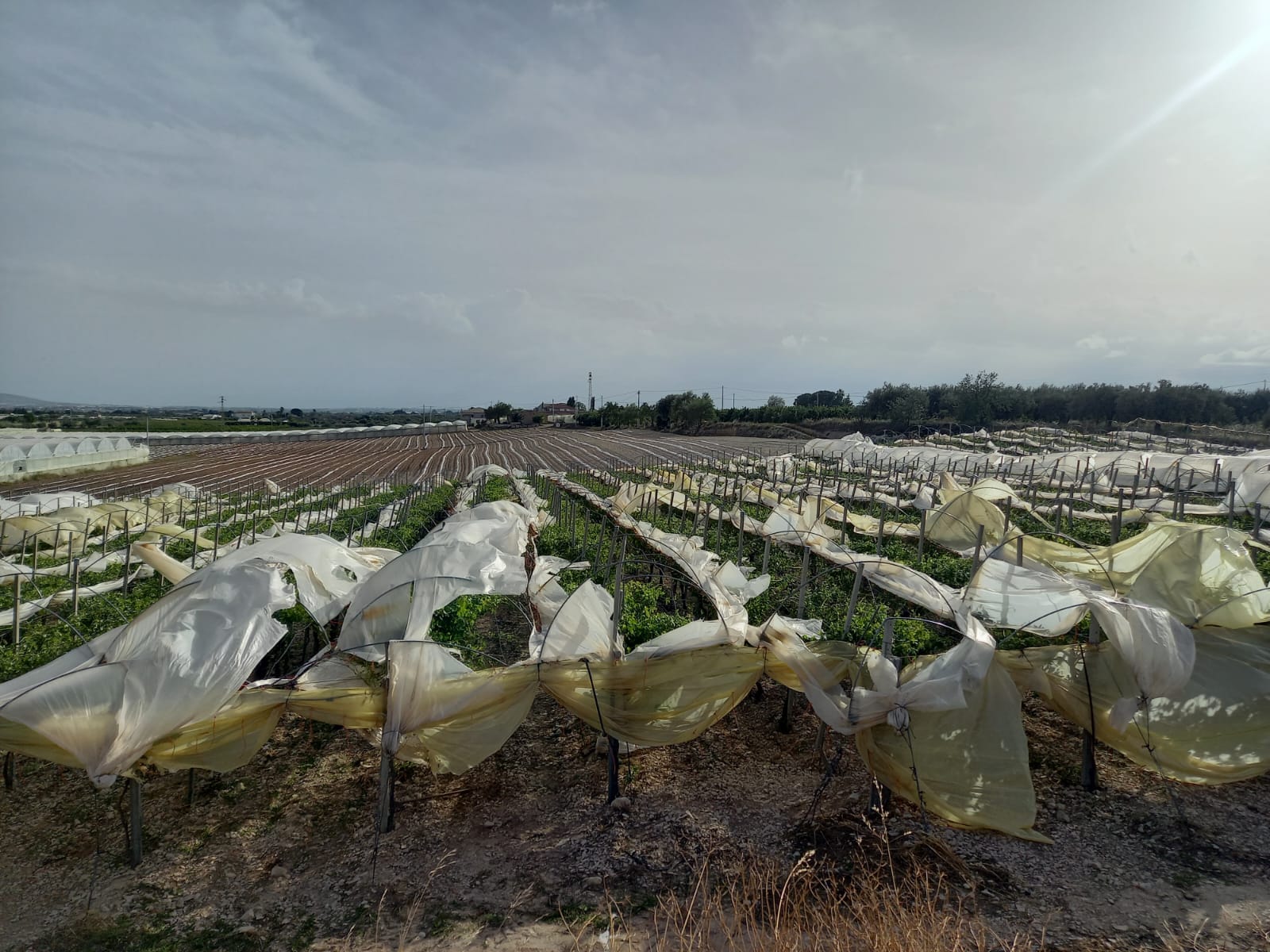 Sicilia, Coldiretti conta i danni del maltempo: “frutta a terra e fieno bagnato. È stata un’annata folle”
