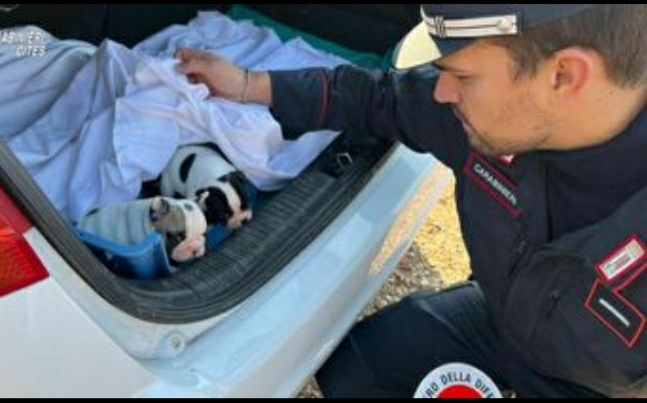 Sicilia: Traffico di cuccioli dalla Romania, quattro rinvii a giudizio