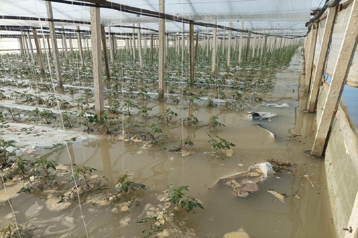 Maltempo. Coldiretti  Sicilia: danni al grano dell’Isola; nel Nisseno stop alla trebbiatura; foraggi rovinati; è emergenza in tutta la Regione