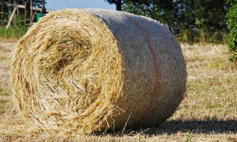 Grossa rotoballa di fieno gli finisce addosso e lo schiaccia: tragica fine per un agricoltore