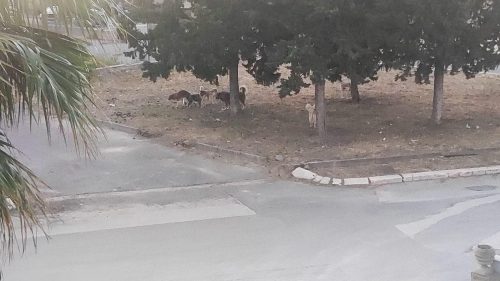 Sommatino. Monitorata a 360 gradi la problematica del randagismo