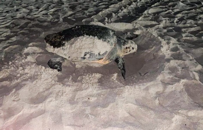 Sicilia: nido di Caretta Caretta messo in sicurezza dal WWF. I bagnanti non potranno disturbare