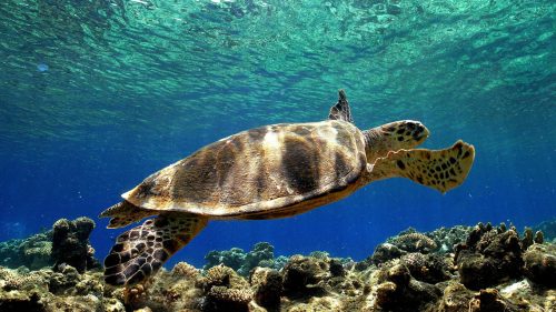Tartarughe marine, in Sicilia record con 78 nidi Wwf