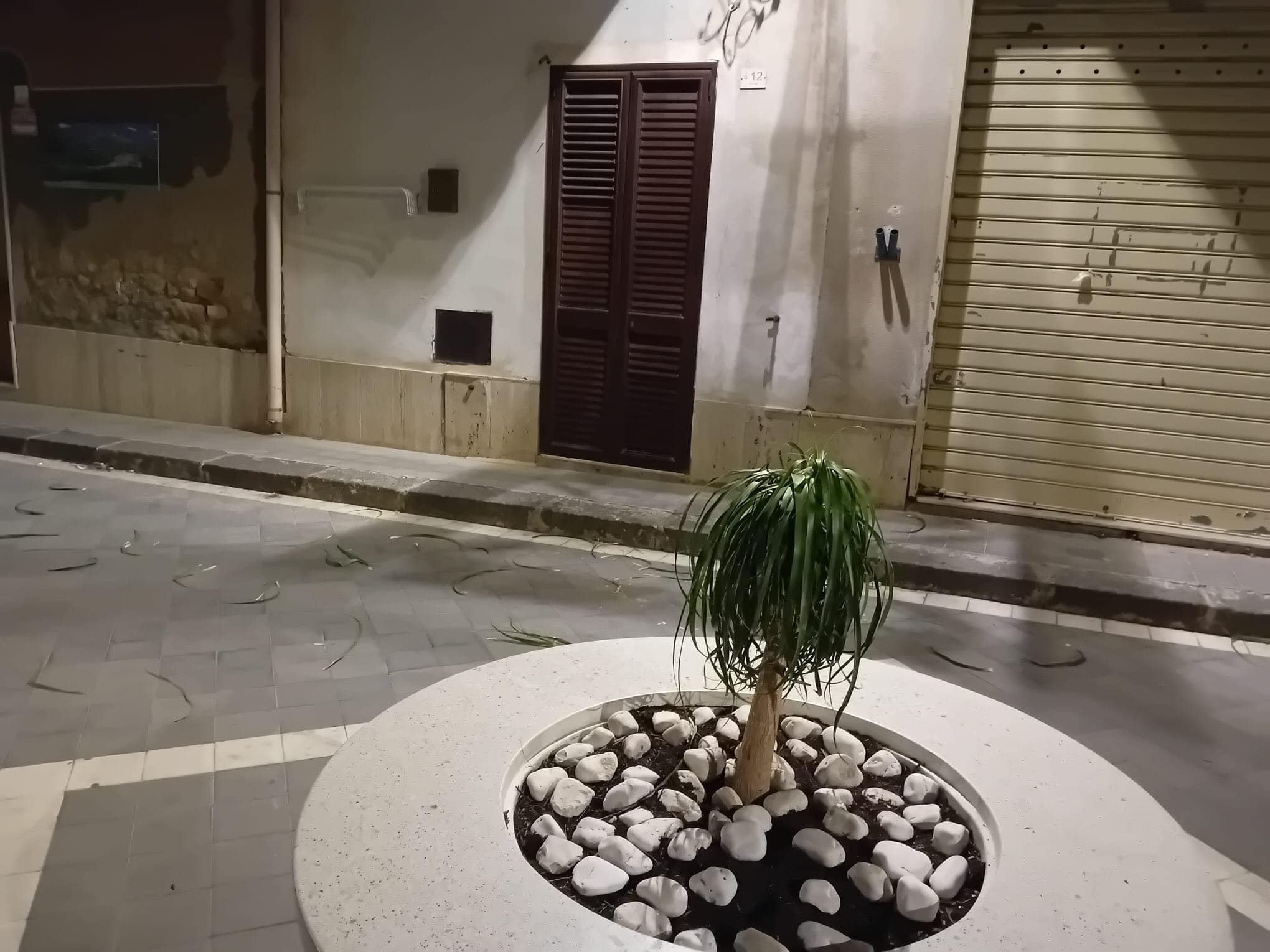 Delia. Vandalizzata palma nell’isola pedonale; il sindaco: “invierò filmati alle forze dell’ordine per individuare i responsabili”