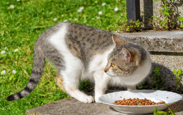 Oipa chiede al sindaco di Castelbuono di annullare ordinanza con la quale si possono sfamare i randagi solo nella propria strada o quartiere
