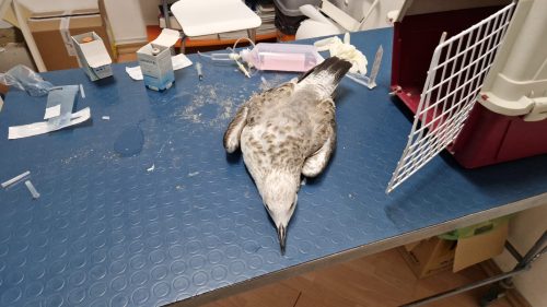 WWF salva due gabbiani reali feriti nel litorale gelese