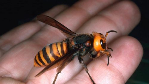 Calabrone killer: anziano muore per choc anafilattico dopo essere stato punto