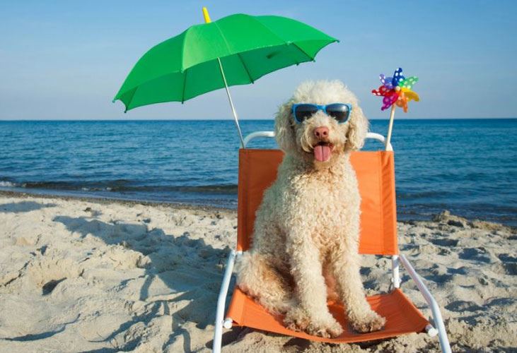 A Mazara del Vallo nasce la dog beach, 2000 metri quadri sull’arenile di Tonnarella