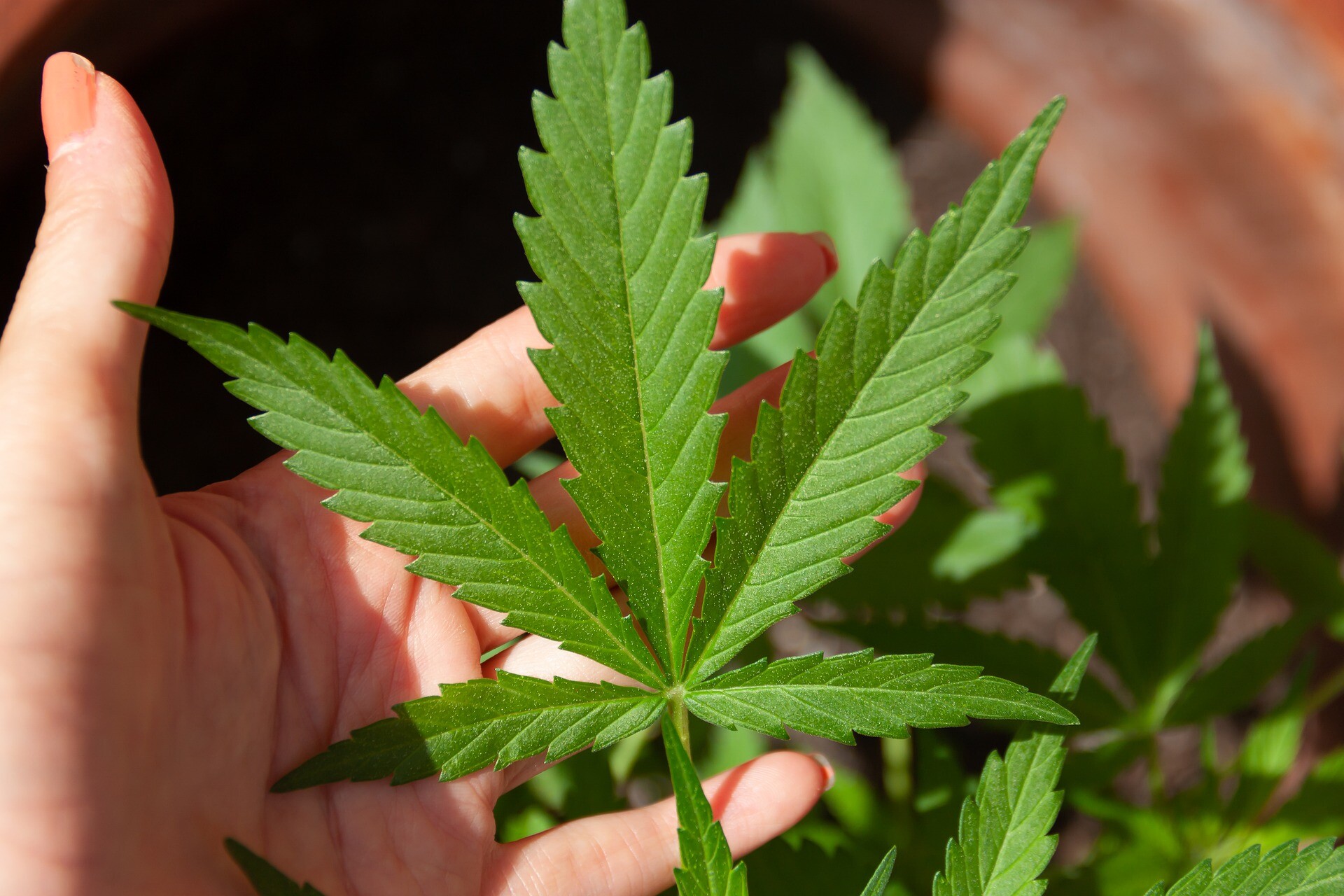 Cannabidiolo rientra tra le sostanze stupefancenti: revocato il decreto sul derivato della Cannabis