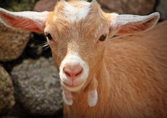 Gruppo di giovani in una festa uccide capretta a calci e posta il video sui social