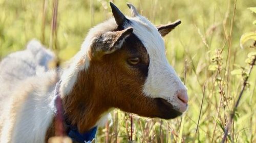 Sale a 12 il numero dei giovani indagati dai Carabinieri per la brutale uccisione di una capretta in una festa di compleanno