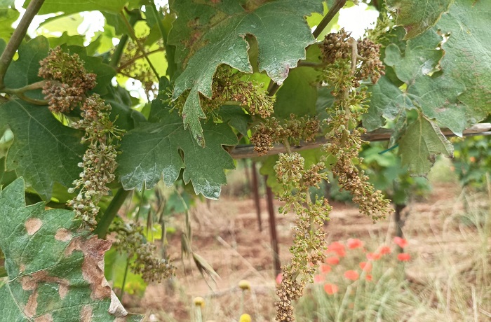 Sicilia. Governo regionale riconosce anche alla provincia di Caltanissetta lo stato di calamità per danni da peronospora