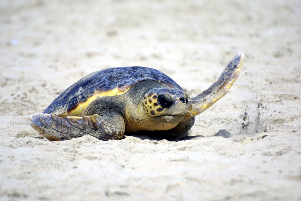 Ambiente, si schiudono uova di tartaruga Caretta caretta a Isola delle Femmine