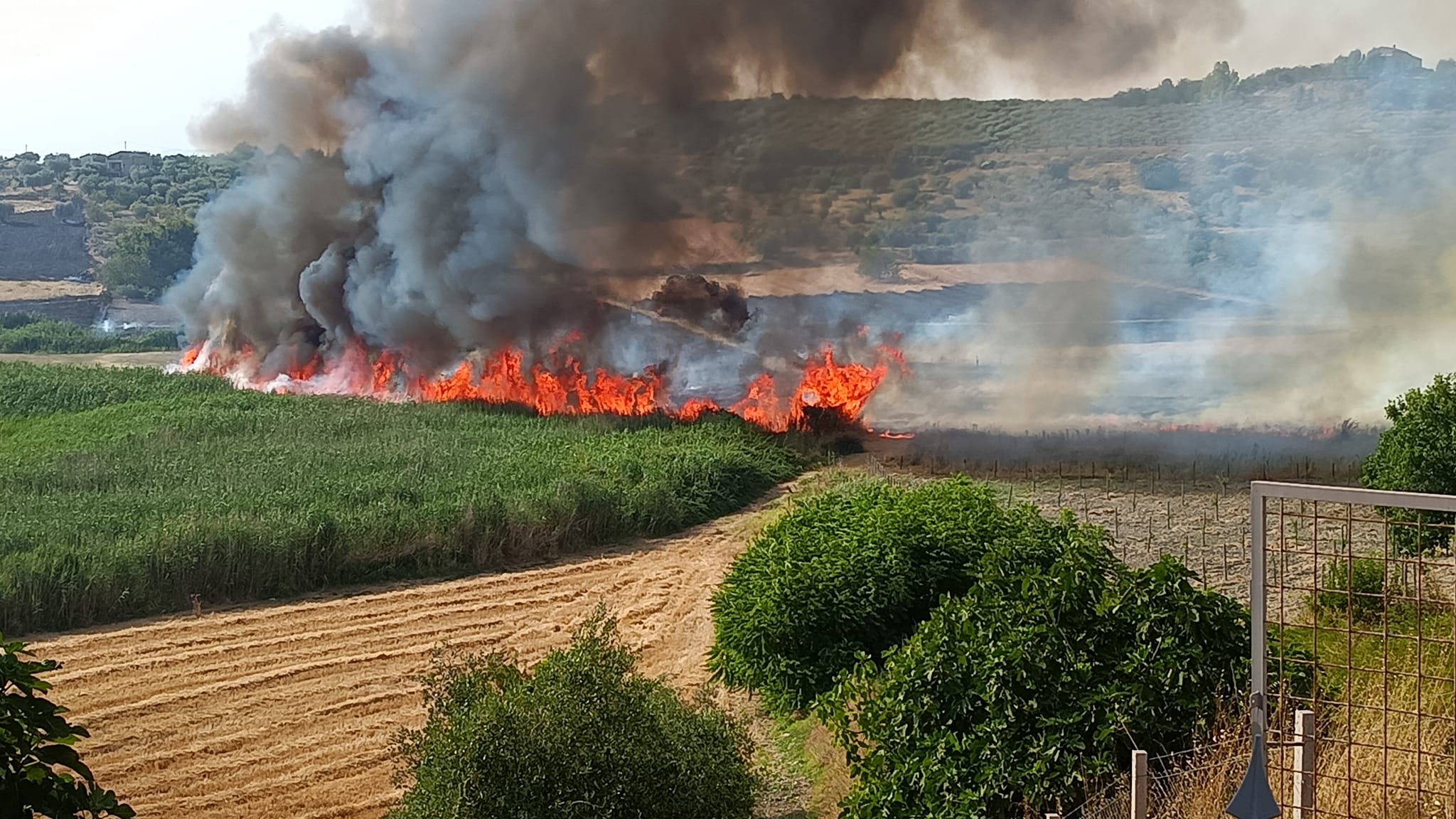 Sicilia. Antincendio, più giornate lavorative per gli operai forestali “settantottisti”. Sammartino: «Azione concreta per la prevenzione»