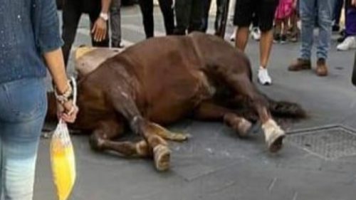 Sicilia, una cavalla cade durante un corteo storico. Oipa chiede chiarimenti