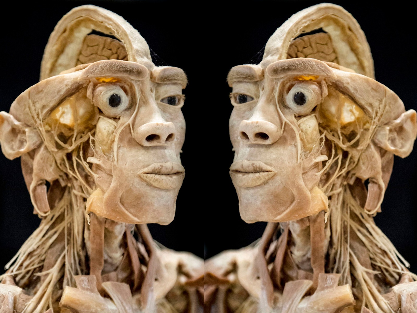 Caltanissetta, sabato “Real Human Bodies”, al Ventura una mostra di veri corpi umani